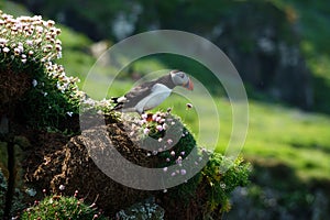 Atlantic Puffin between purple seaflowers on Lunga Island in Scotland