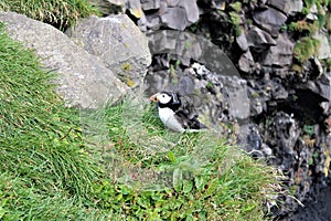 The Atlantic puffin relaxing in the grass seen in Iceland