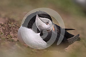 Atlantic Puffin resting