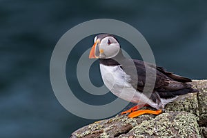 Atlantic Puffin on a rock