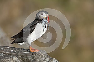 Atlantic Puffin on rock with fish in beak Runde island Norway