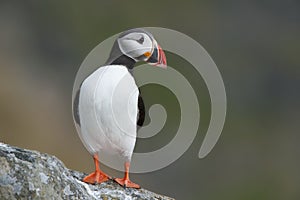 Atlantic Puffin on rock looking sideways Runde island Norway