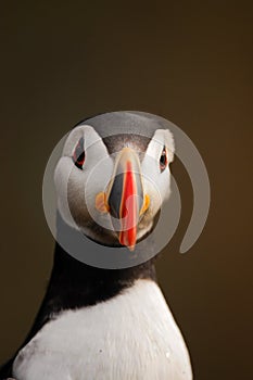 Atlantic puffin with ruffled head feathers