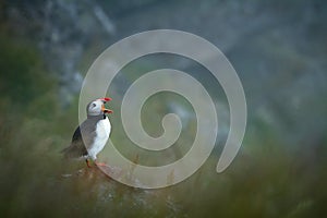 Atlantic puffin from Runde Norway