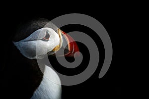 Atlantic puffin from Runde Norway