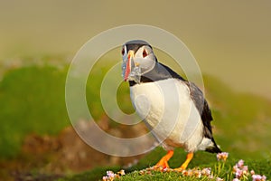 Atlantic puffin with sand eels in the beak on a coastal area of Scotland, UK