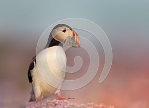Atlantic puffin with sand eels in pink sea thrift flowers