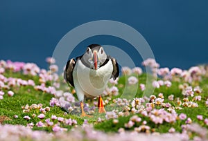 Atlantic puffin with sand eels in pink sea thrift flowers