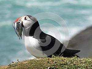 Atlantic Puffin with Sandeels photo