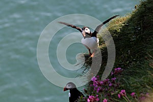 Atlantic Puffin in Scotland