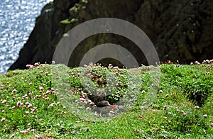 Atlantic puffin, Shetland