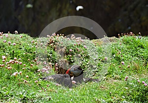 Atlantic puffin, Shetland