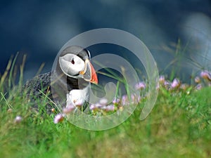 Atlantic puffin, Shetland