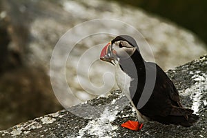 Atlantic Puffin sitting on cliff, bird in nesting colony, arctic black and white cute bird with colouful beak, bird on rock