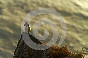 Atlantic Puffin sitting on cliff, bird in nesting colony, arctic black and white cute bird with colouful beak, bird on rock