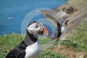 Atlantic Puffin - Skomer Island