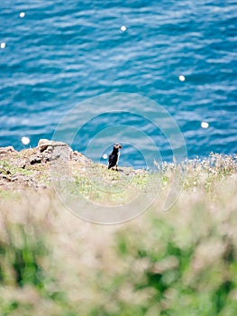 Atlantic Puffin on Skomer Island Pembrokeshire West Wales UK