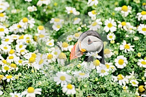 Atlantic Puffin on Skomer Island Pembrokeshire West Wales UK