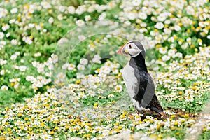 Atlantic Puffin on Skomer Island Pembrokeshire West Wales UK