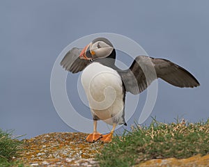 Atlantic puffin spreading his wings