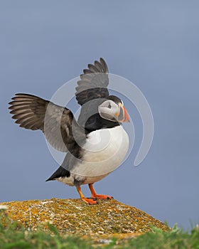 Atlantic puffin spreading its wings