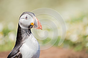 Atlantic Puffin standing alone on a chamomile field on Skomer Island in Pembrokeshire, West Wales - side view