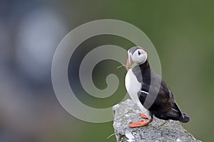 Atlantic Puffin standing cliff edge