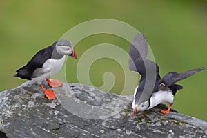 Atlantic Puffin standing cliff edge