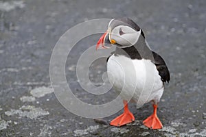 Atlantic Puffin standing cliff edge