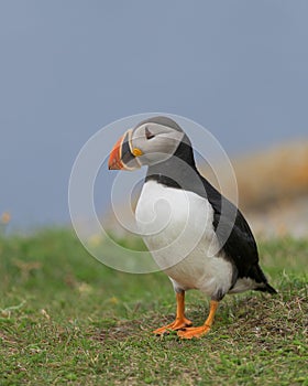 Atlantic puffin standing on grass