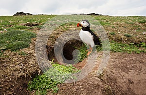 Atlantic puffin standing by its burrow, UK.