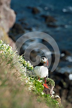 Atlantic Puffin standing on a ledge
