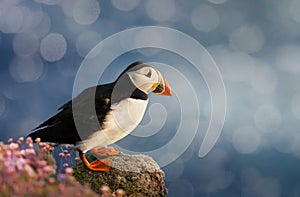 Atlantic puffin standing on shores on Noss island