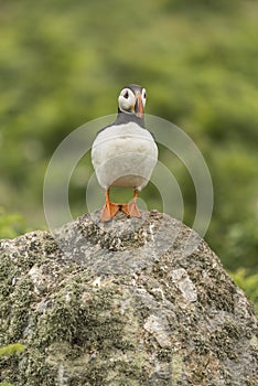 An Atlantic puffin standing on top of a rock