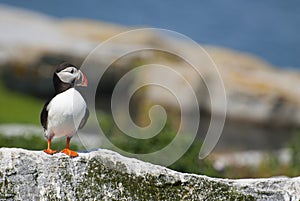 Atlantic Puffin Stands Guard on Rocky Island in Maine