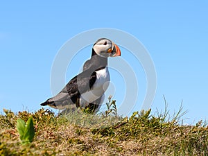 Atlantic puffin