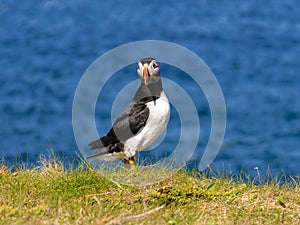 Atlantic puffin