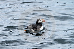 Atlantic Puffin Swimming near Eastern Egg Rock