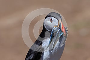 An Atlantic puffin up close with a beak full of sand eels