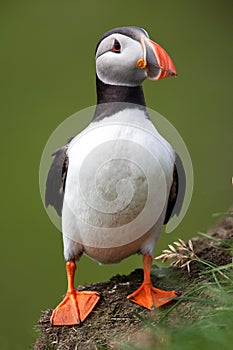 Atlantic Puffin with webbed feet