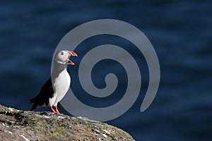 Atlantic puffin yawning, Iceland