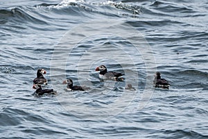 A Group of Atlantic Puffins Swimming near Eastern Egg Rock