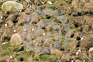 Atlantic puffins 1