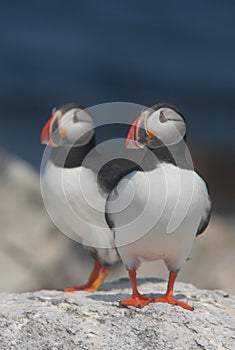 Atlantic Puffins