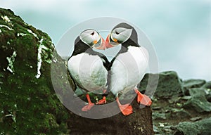 Atlantic Puffins