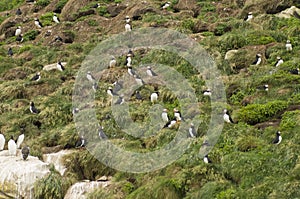 Atlantic Puffins 2