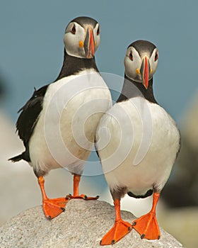 Atlantic Puffins