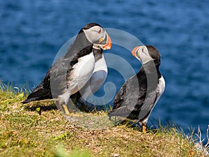 Atlantic puffins