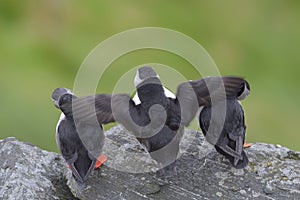 Atlantic Puffins