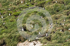 Atlantic Puffins 6